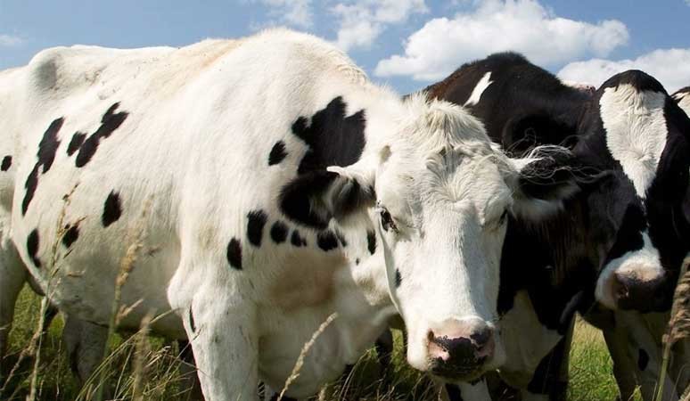 dairy-cows-in-field